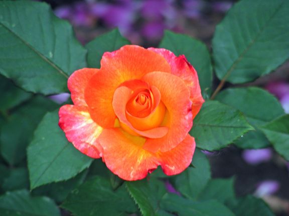 Mardi Gras photo mg2013_06120045_zps6b3fef4c.jpg